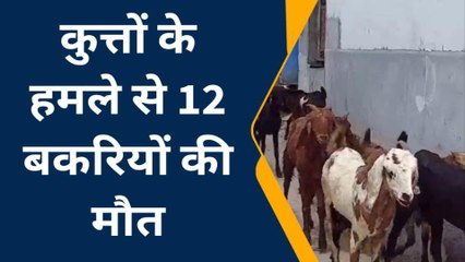गौतमबुद्ध नगर:कुत्तों के हमले से 12 बकरियों की हुई मौत, कुत्तों के आतंक से लोग परेशान