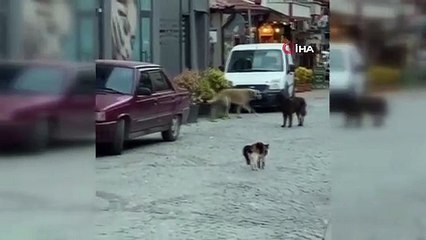 Cesur kedi boyundan büyük 3 köpeğe kafa tutup sokaktan geçirmedi