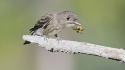 Beautiful Flycatcher eats a wasp and cleans its beak with a tree branch *Incredible Video*