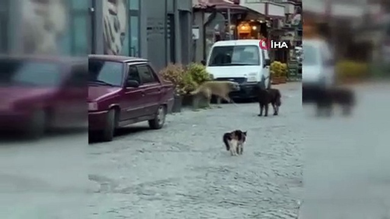 Le courageux chat n'a pas défié 3 chiens de plus de sa taille et ne les a pas croisés dans la rue.