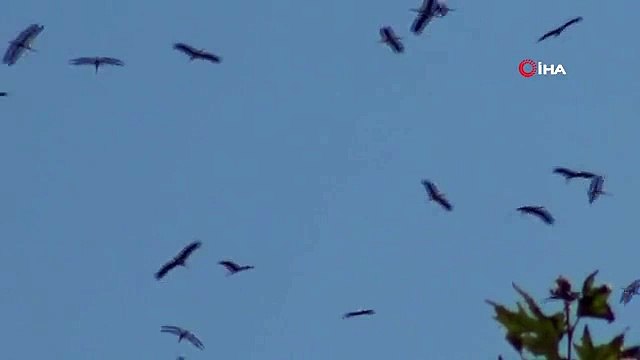 Göç yolundaki leyleklerin gökyüzündeki dansı böyle görüntülendi