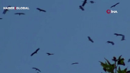 Göç yolundaki leyleklerin gökyüzündeki dansı kameraya böyle yansıdı