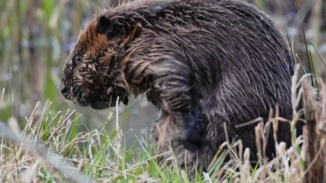 Cute beaver gives itself a cute bath and rubs the water out of its fur *Wholesome Video*