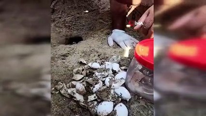 Tarım ve Orman Bakanlığı'ndan deniz kaplumbağalarına koruma