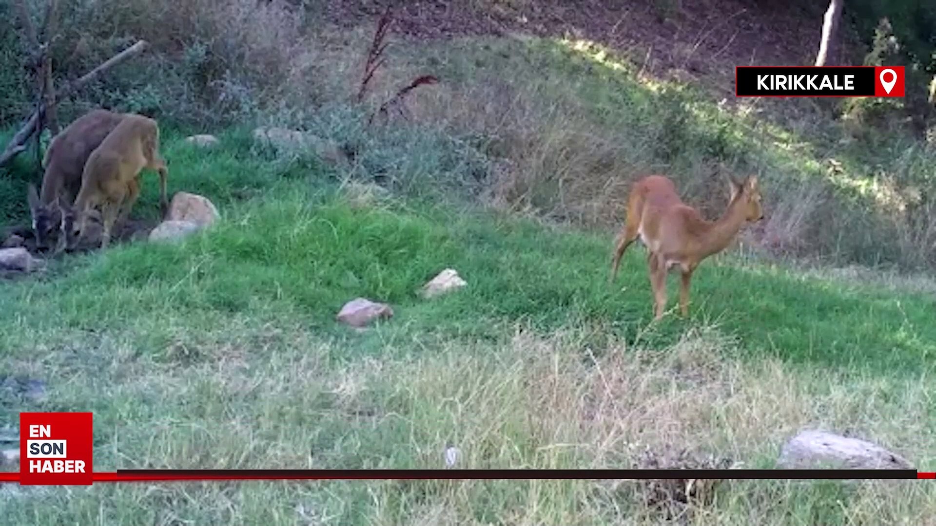 Bozkırın yaban hayatı fotokapanda