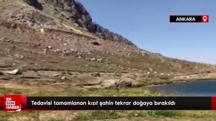 Tedavisi tamamlanan kızıl şahin tekrar doğaya bırakıldı