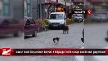 Sakarya'da cesur kedi boyundan büyük 3 köpeğe kafa tutup sokaktan geçirmedi