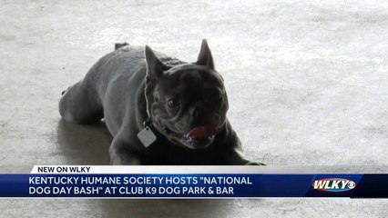 'National Dog Day Bash' at Club K9 benefiting the Kentucky Humane Society