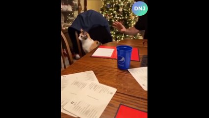 Funniest Cats and Dogs  - Funny Animal Videos #142-----أطرف القطط والكلاب