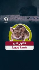 الفئران تغزو عاصمة أوروبية