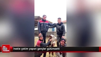 İnekle çekim yapan gençler gülümsetti