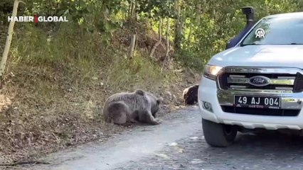 Nemrut Kalderası ziyaretçilerine boz ayı sürprizi