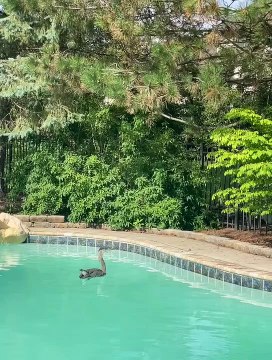 Le héron bleu effraie le berger australien