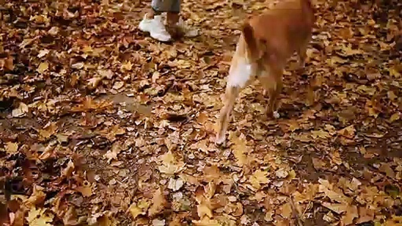 perro