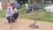 बड़ीसादड़ी: खेत में 7 फीट लंबा कोबरा सांप निकलने से मचा हड़कम्‍प, ऐसे किया रेस्‍क्‍यू