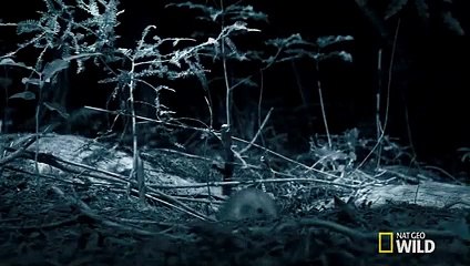 New Zealand's Most Famous Bird   Wild New Zealand