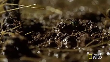 The Rip Van Winkle of the Desert   Destination WILD