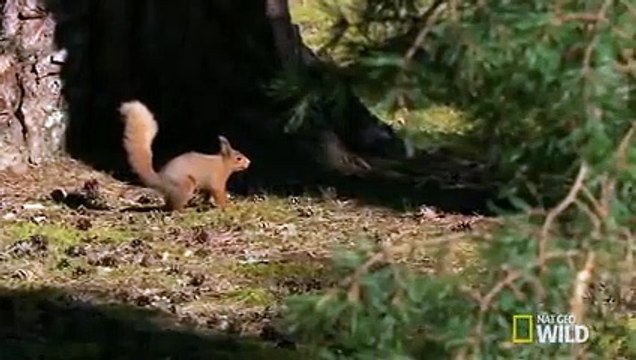 Where Red Squirrels Live Destination WILD