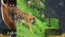 Tigers 101   Nat Geo Wild