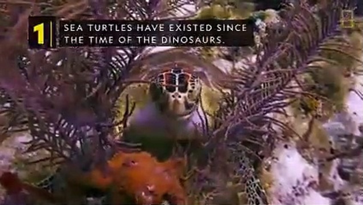 Sea Turtles 101   Nat Geo Wild