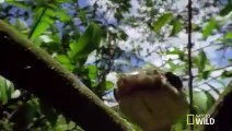 Borneo's Flying Reptiles   Wild Borneo