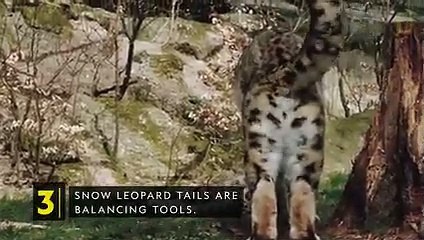 Snow Leopards 101   Nat Geo Wild