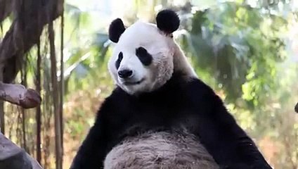 Giant Pandas 101   Nat Geo Wild