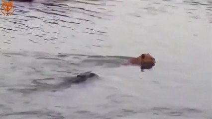 Unbelievable.. A lion mother desperately jumps into a river to save a lion baby from a crocodile