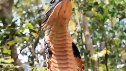 The lion screams as it is tortured with cobra venom. what happens next