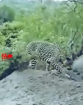 LEOPARD pulls out the Huge Lizard Jaguar Hunts Caiman Jaguar vs Caiman Lizard