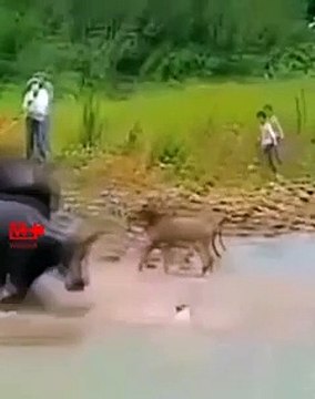 Angry Buffalo Throws the Barking Dog Buffalo attacks Dog Buffalo blew the Barking dog #funny
