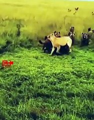 Hyenas Surrounded Lonely Lioness   Big Cat Fights   Lions vs Hyenas