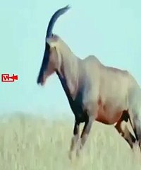 CHEETAH Incredible Speed   Cheetah Hunts Antelope   Unbelievable #wildlife #shorts