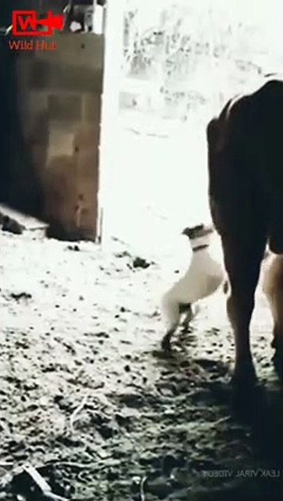Dog Annoying the Bull   Bull kicks the dog   Instant Karma #shorts