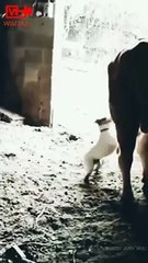 Dog Annoying the Bull   Bull kicks the dog   Instant Karma #shorts