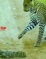 Leopard Hunts Monitor Lizard   Leopard Attack