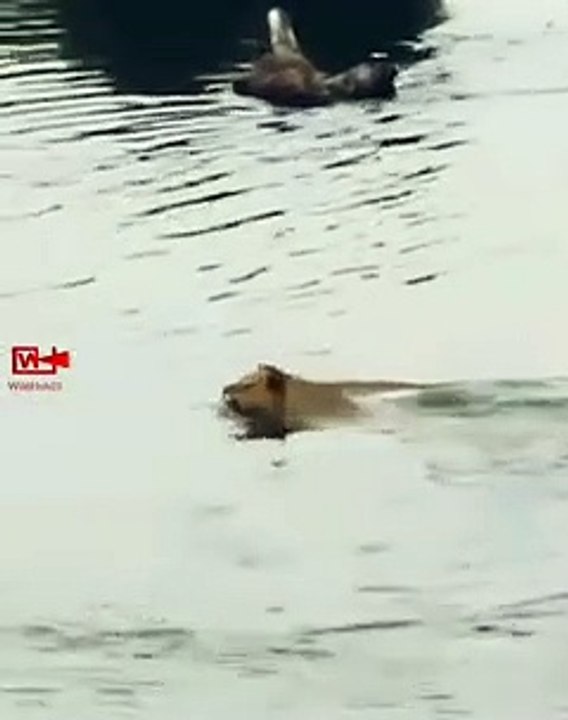 Crocodile Takes Down Lioness   Lioness Fights Crocodile   Wild Animal fight   Crocodile vs Lioness