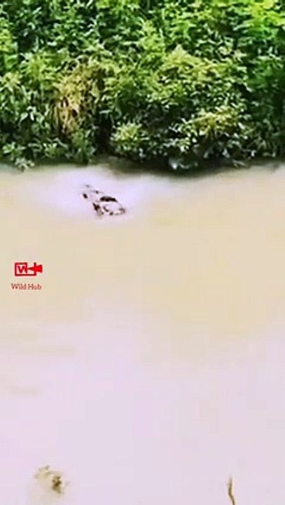Dog Saves the Drowning Fawn   Dog Saves Deer Baby   Animals Saving Life