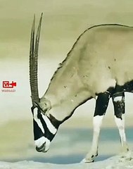 ORYX Antelope Blews the Honey Badger   Honey Badger vs Antelope #wildlife #shorts