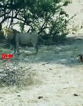 Unbelievable Lion King Scared of One Buffalo Calf Buffalo Calf Attacks Lion #wildlife #shorts