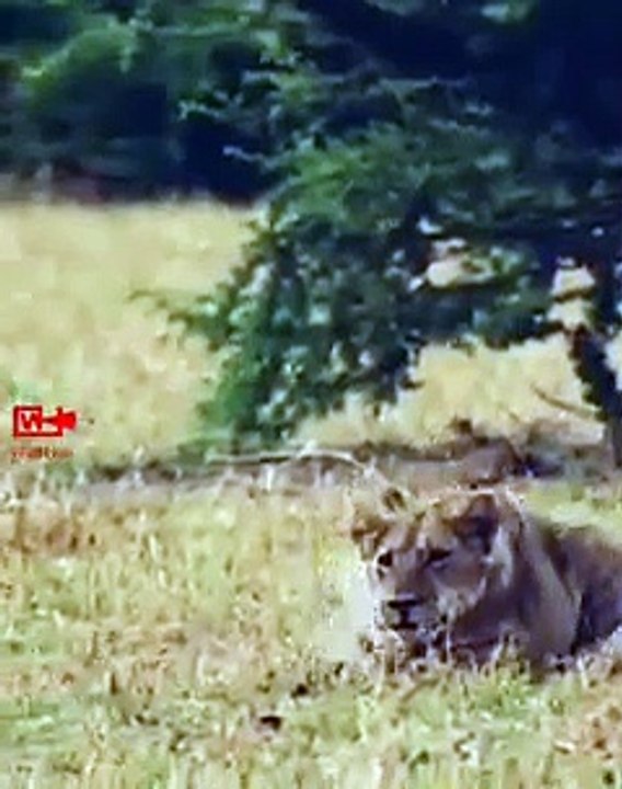 Lioness Lion Hunt Baby Animals   Lion Hunt   Lion Pride
