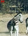 ZEBRA Kicks   Zebra fights   Zebra fights lioness #shorts