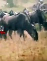 Cheetahs Hunting in Rain   Cheetah Attacks Wildebeast in Rain   Wild Animals Hunting #viral #shorts