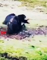 CrazyYAKS Craziest Fights   Angry Yaks Big Fight   Animals Fight #shorts