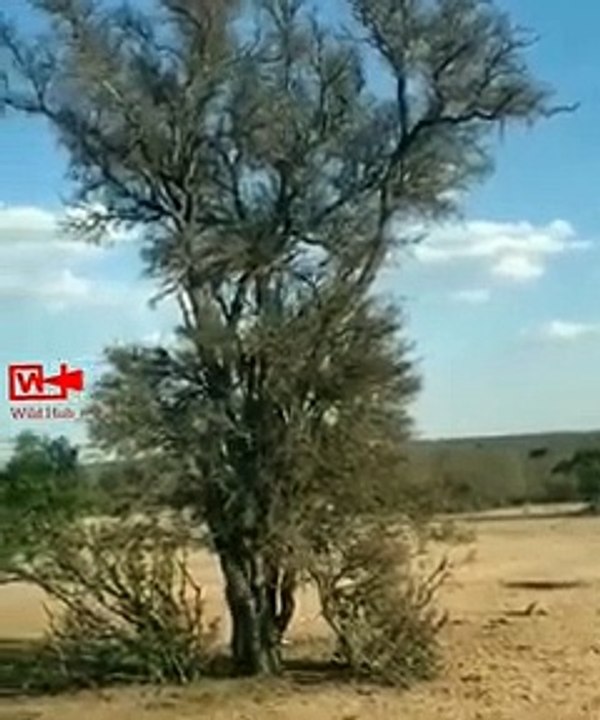 Leopard Hunt Monkey On Tree   Spectacular Hunt of Leopard On Tree