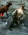 Luckiest Cow Escaped the Jaws of Crocodile  Crocodile attack