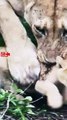 Lioness Caring for Her Cubs   Cute Moments of Lioness with her cubs
