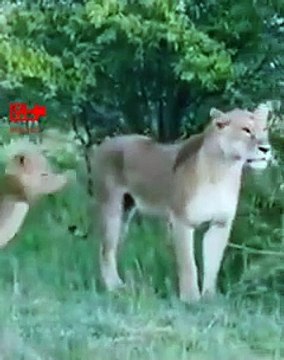 Lion Cubs Not Letting Mom to Go For Hunt Cute Lion Cubs with Lioness Mom Cute Animal Babies