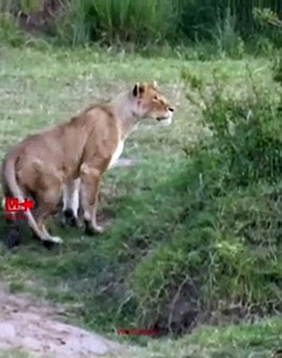 Zebra Escaped Lioness Attack   Zebra Fights Lioness   Wild Animals Fight   Lioness Attack Zebra
