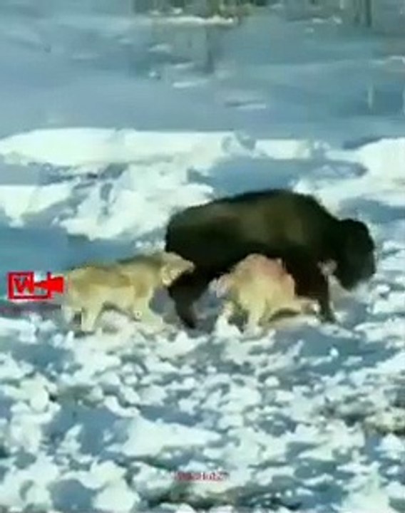 Bison Bounce the Wolves   Bison Thrashed the Hunting Wolves   Bison vs Wolves